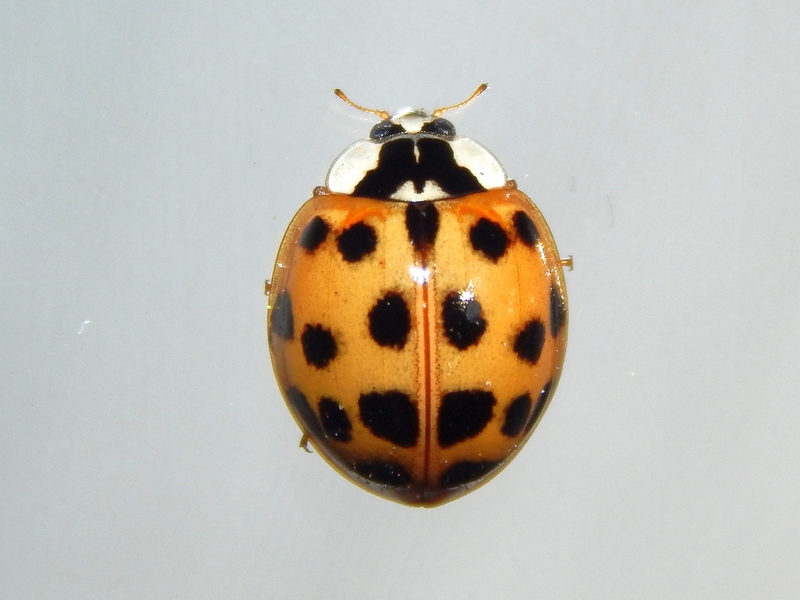 Serie di Coccinellidae del Parco del Ticino